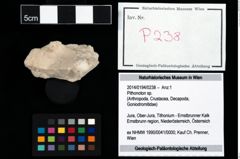 Foto (Objekt + Etikett) von Pithonoton sp.  (NHMW-GEO-2014-0194-0238)